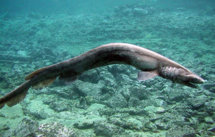 ラブカ 古代サメ をtokioが捕獲 地震の前兆の噂はガチ 鉄腕ダッシュ いつでも知りたがり